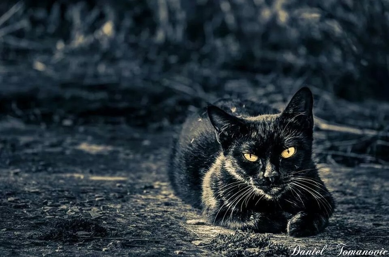 black cat by Daniel Tomanovič