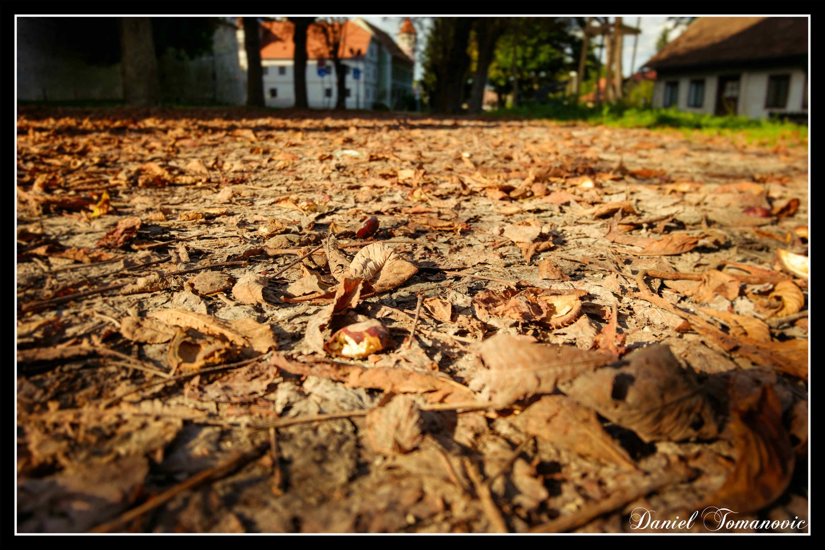 Autumn leaves by Daniel Tomanovič