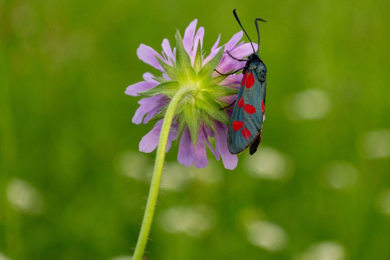 Zygaena by Mitja