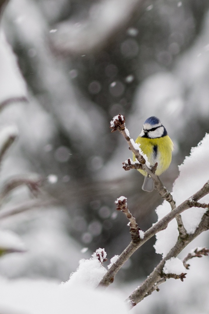 winters tale by Mitja