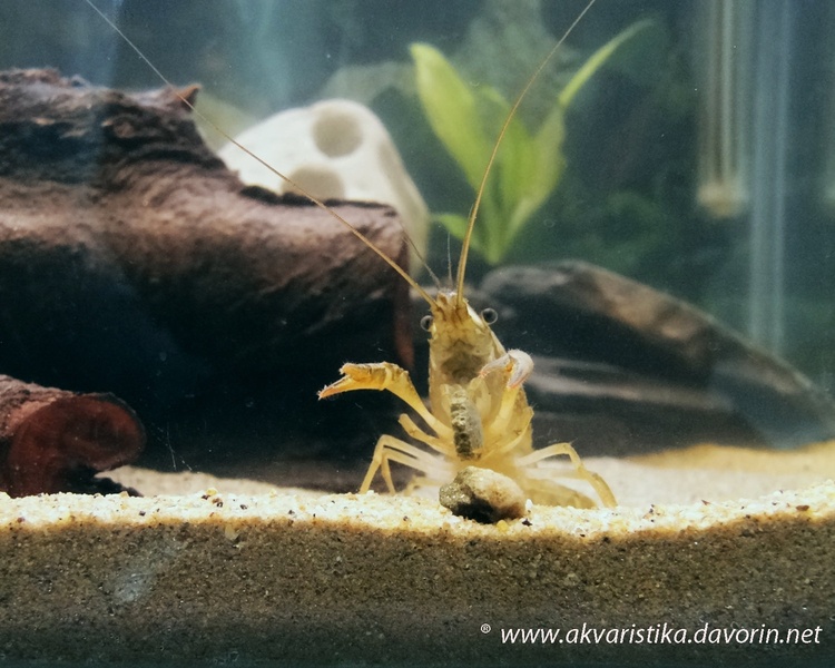 Procambarus Clarkii - Ghost by Davorin  Kordiš