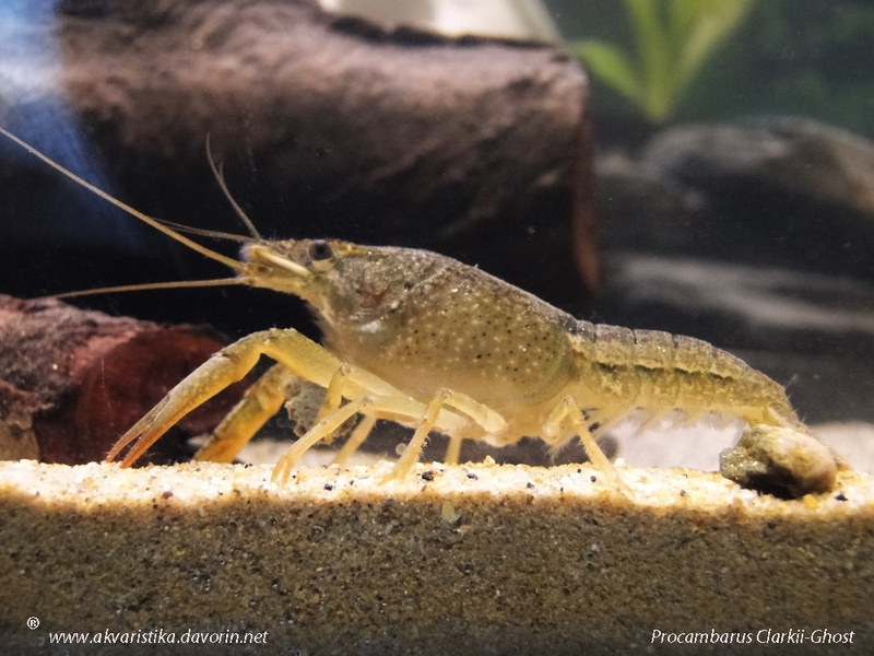 AKVARIJSKI RAK by Davorin  Kordiš