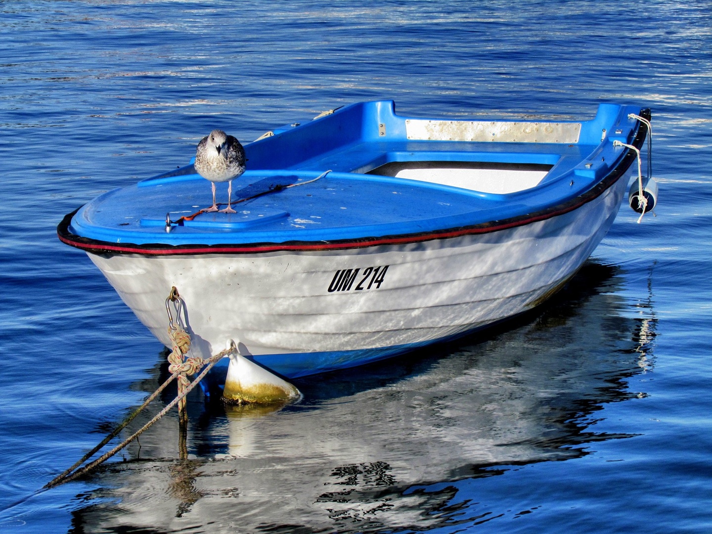 Galeb na barki by Darlypapilonija