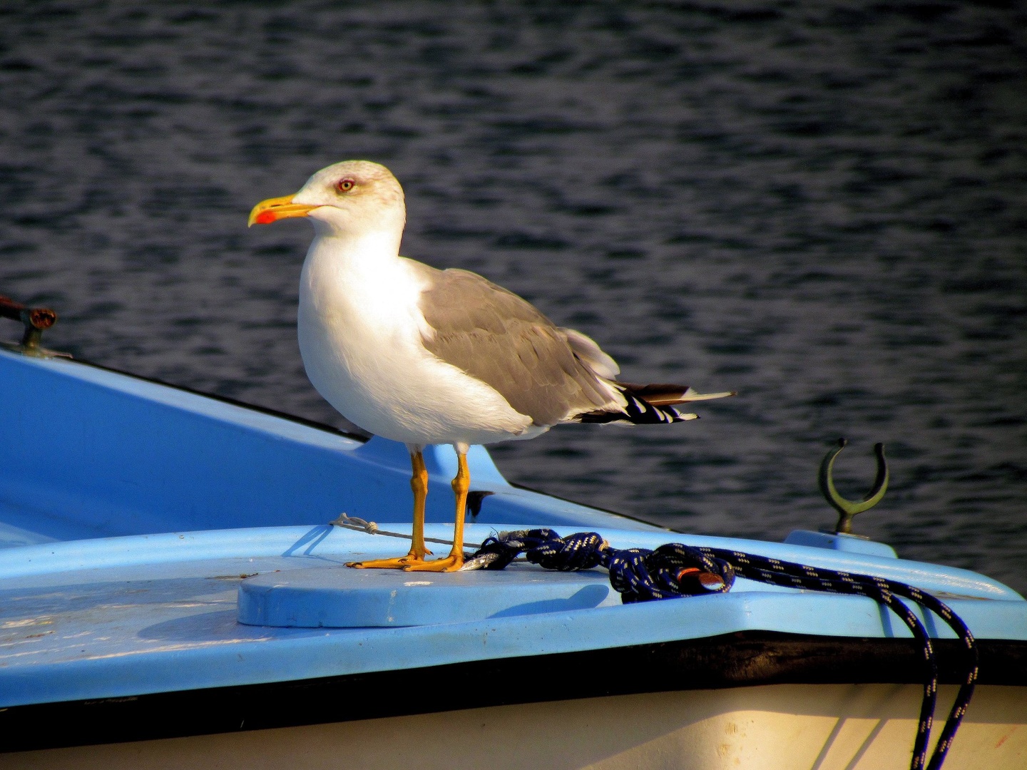 Galeb by Darlypapilonija