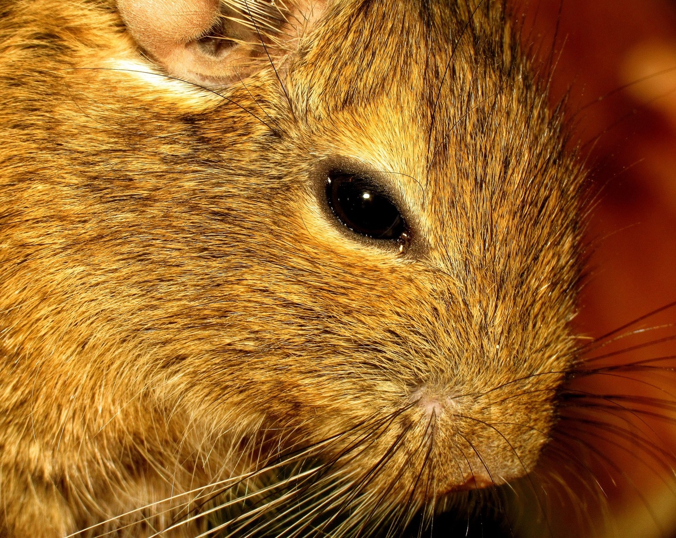 Degu by Darlypapilonija