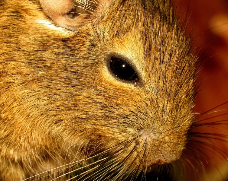 Degu by Darlypapilonija