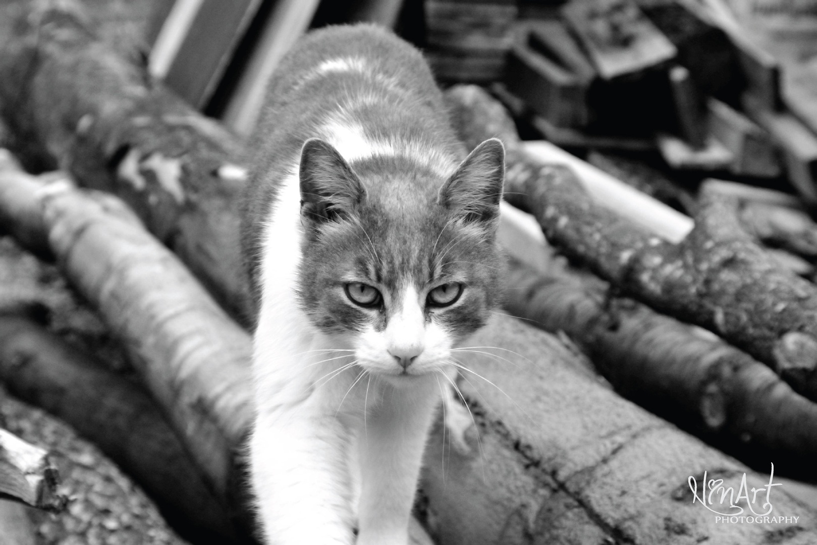 wild Cat by Nina Rupnik