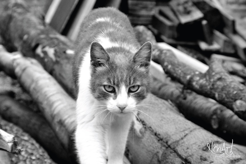 wild Cat by Nina Rupnik