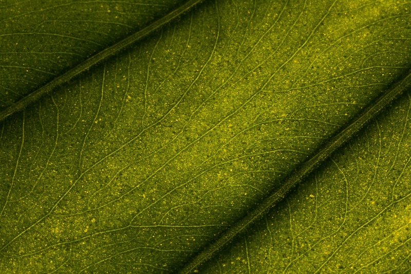 Geometrija narave by Morbidnez