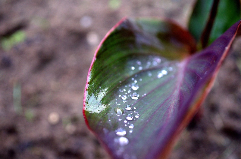 Drops by Zala Horvat