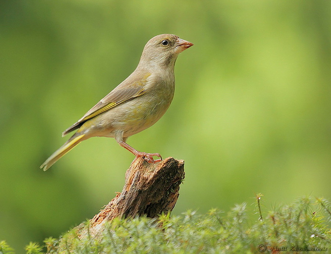 Zelenec (Carduelis chloris) by Halil Karahmetovic