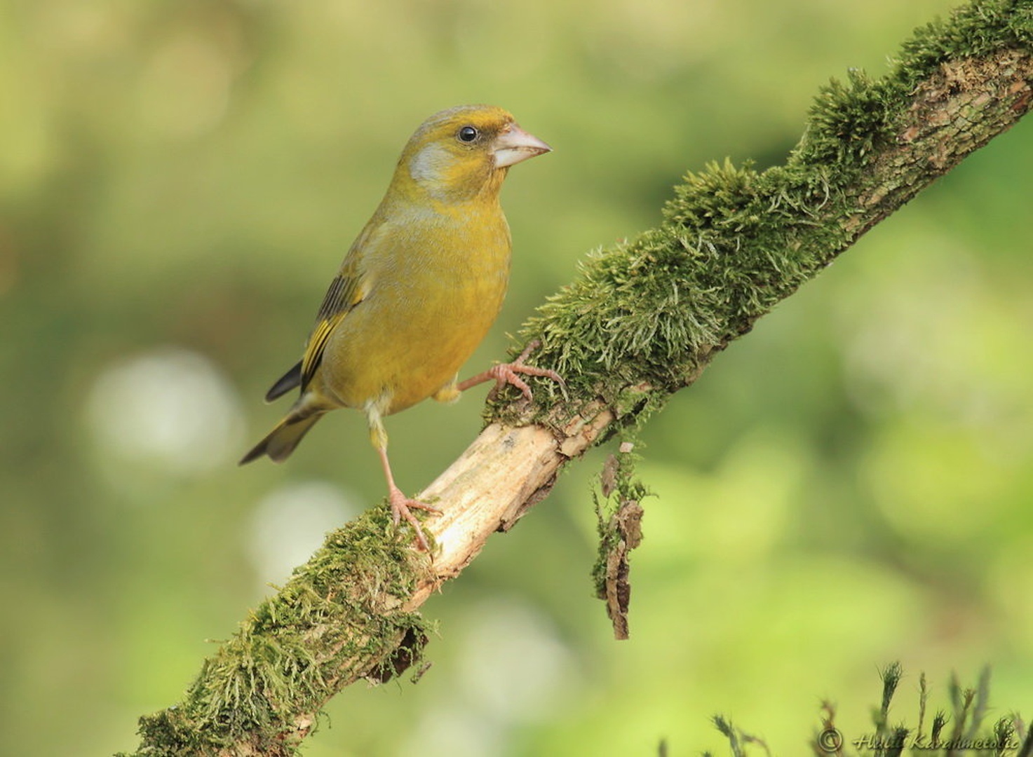 Zelenec (Carduelis chloris) by Halil Karahmetovic