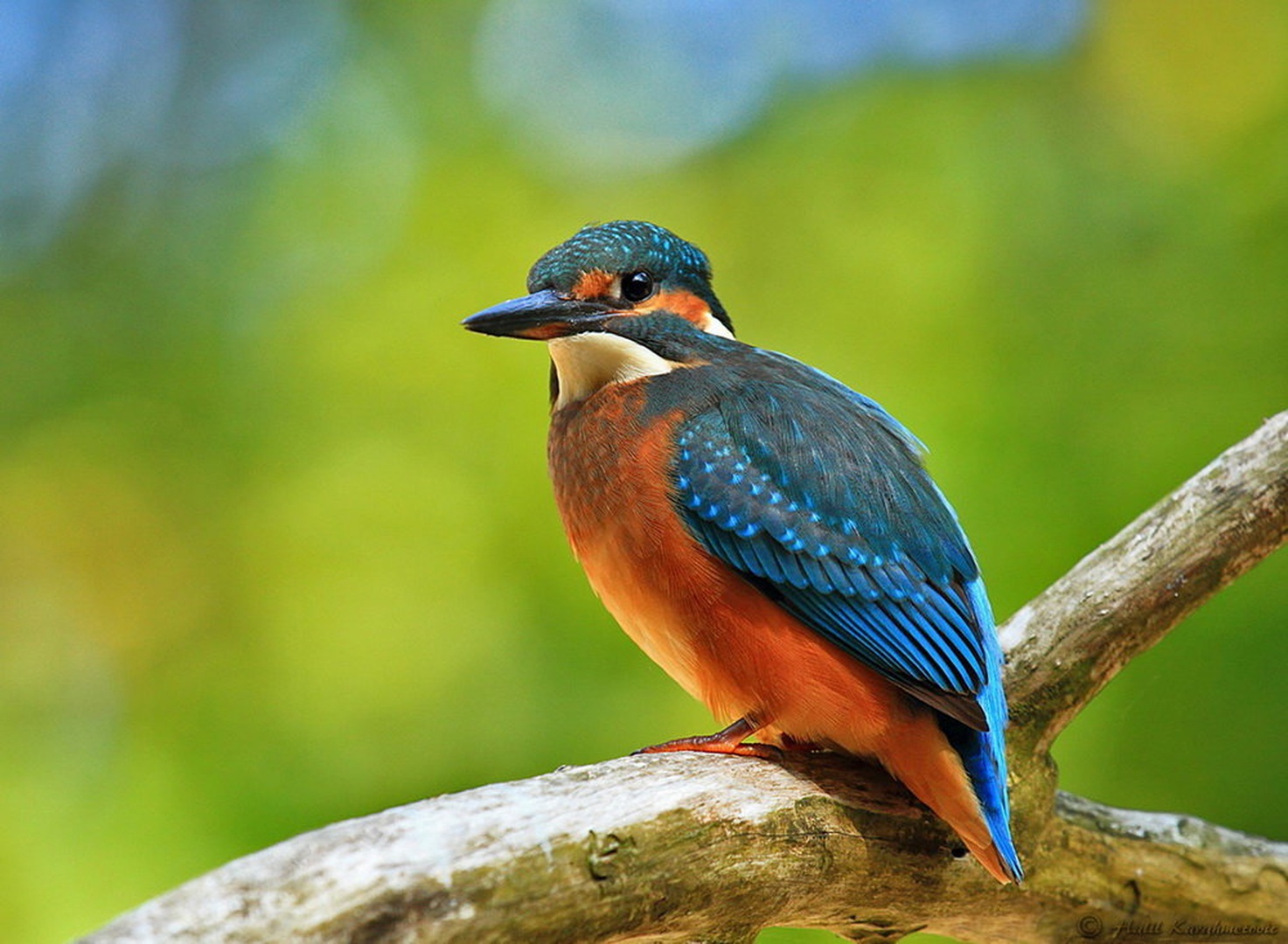 Kingfisher by Halil Karahmetovic