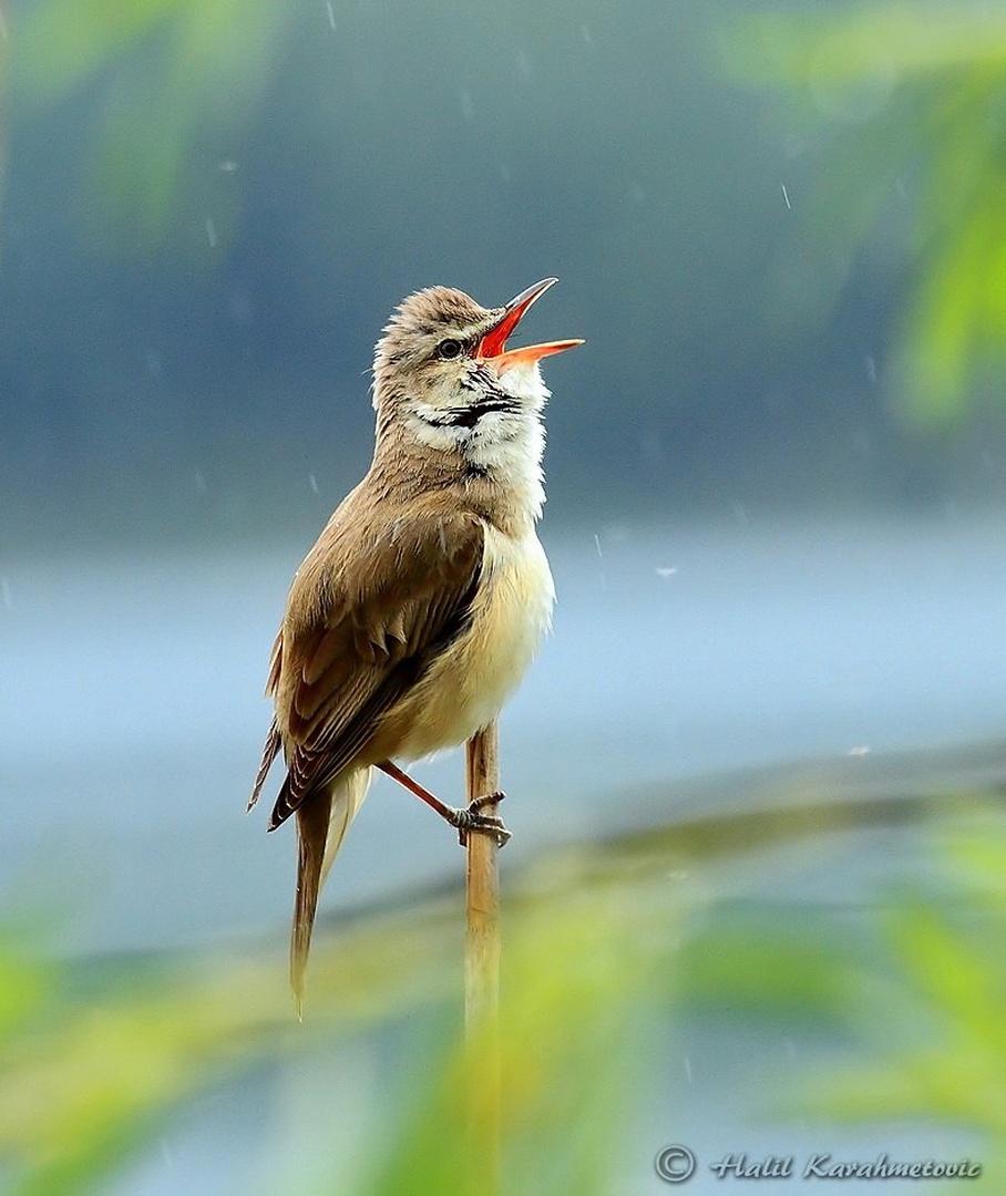 Rain song by Halil Karahmetovic