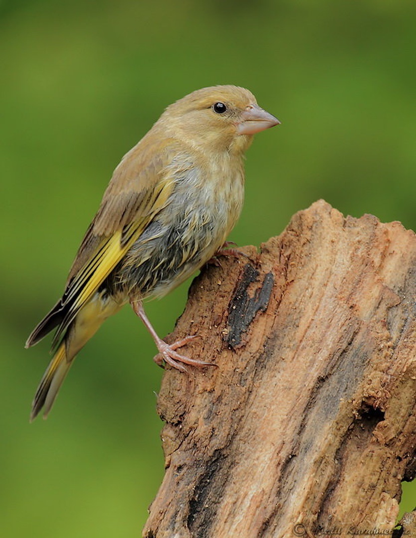 Carduelis chloris by Halil Karahmetovic