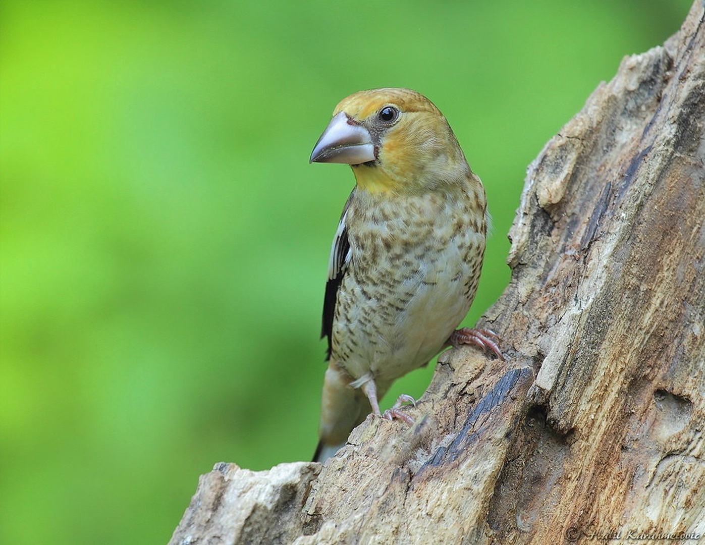 Dlesk (Coccothraustes coccothraustes) by Halil Karahmetovic