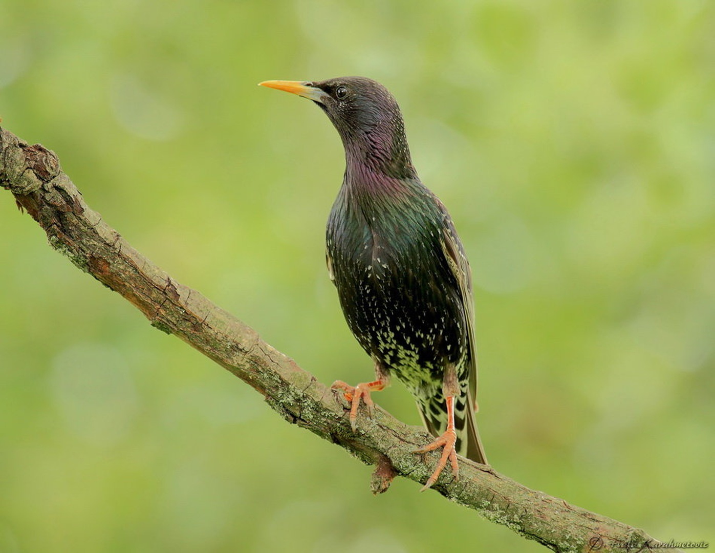 Škorec (Sturnus vulgaris) by Halil Karahmetovic