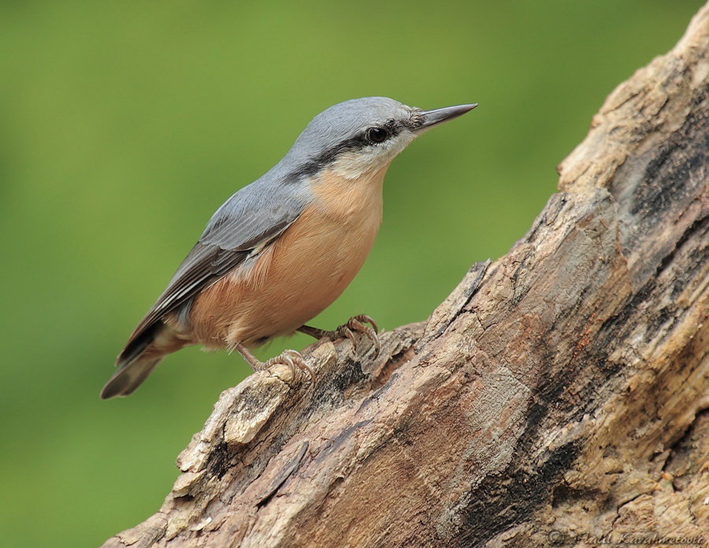 Sitta europaea-Brglez by Halil Karahmetovic