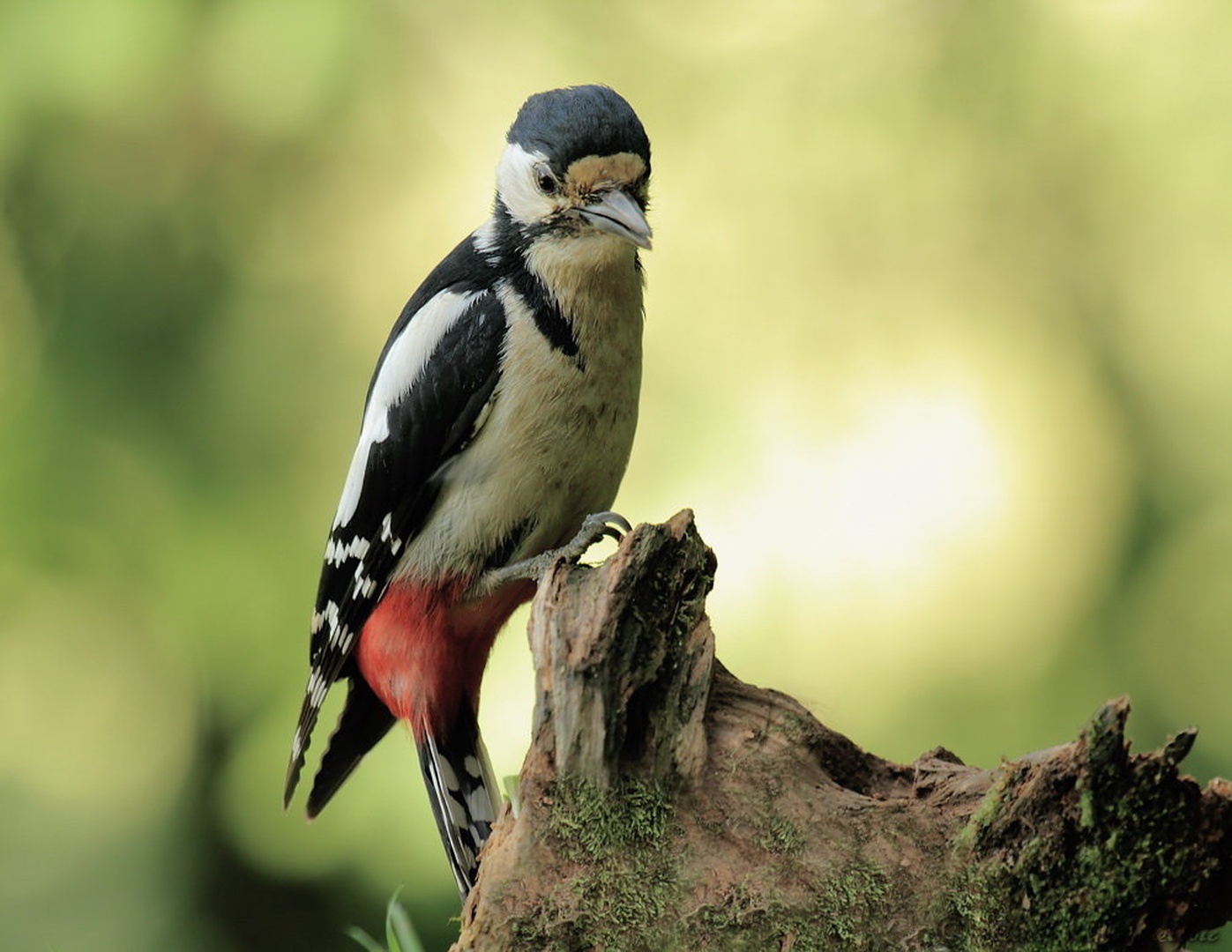 Dendrocopos major by Halil Karahmetovic