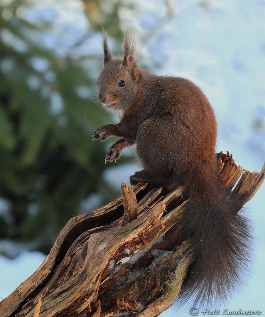 Hello... by Halil Karahmetovic
