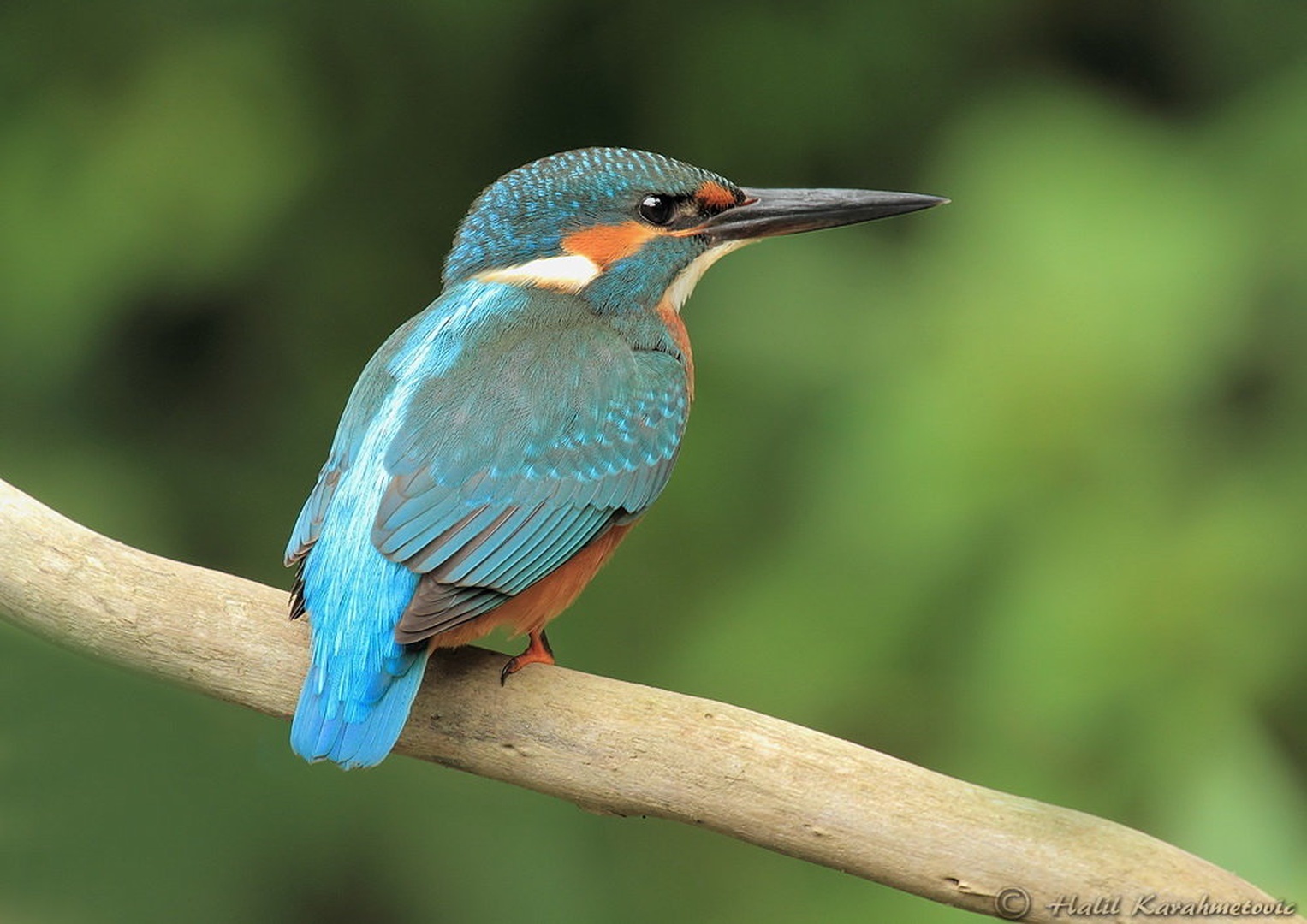Kingfisher by Halil Karahmetovic