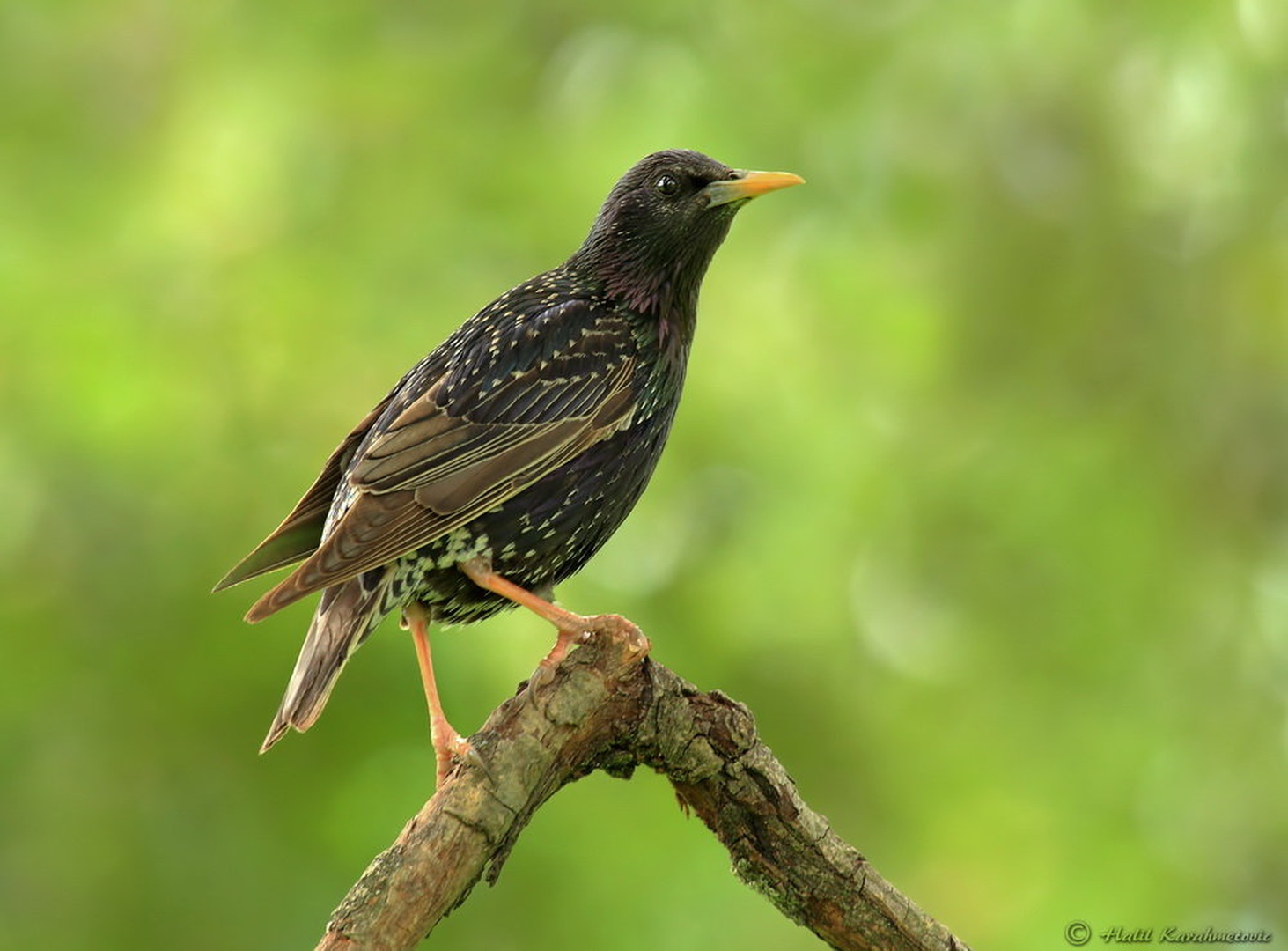 Sturnus vulgaris by Halil Karahmetovic