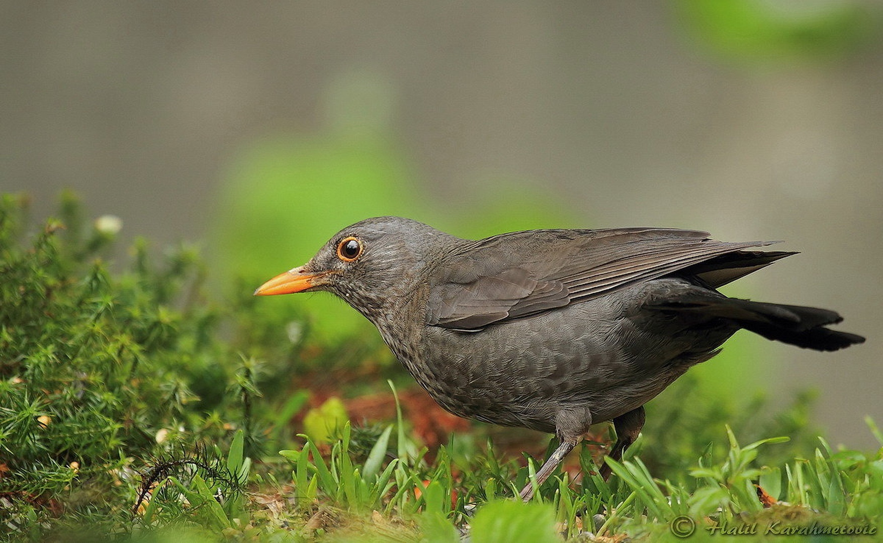 Turdus merula by Halil Karahmetovic