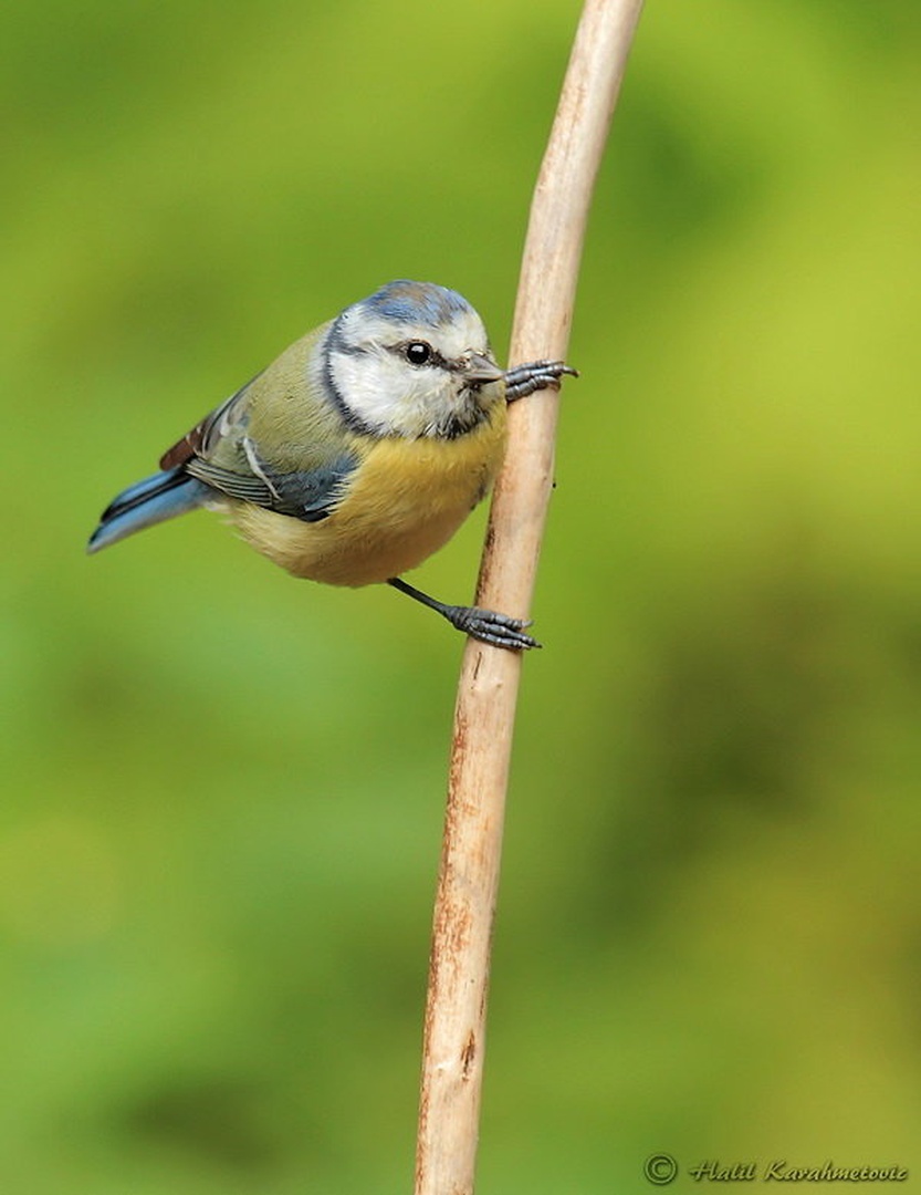 Plavček - Parus caeruleus by Halil Karahmetovic