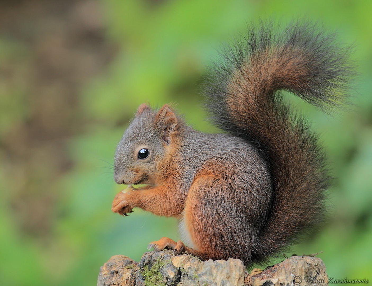 Veverica (Sciurus vulgaris) by Halil Karahmetovic