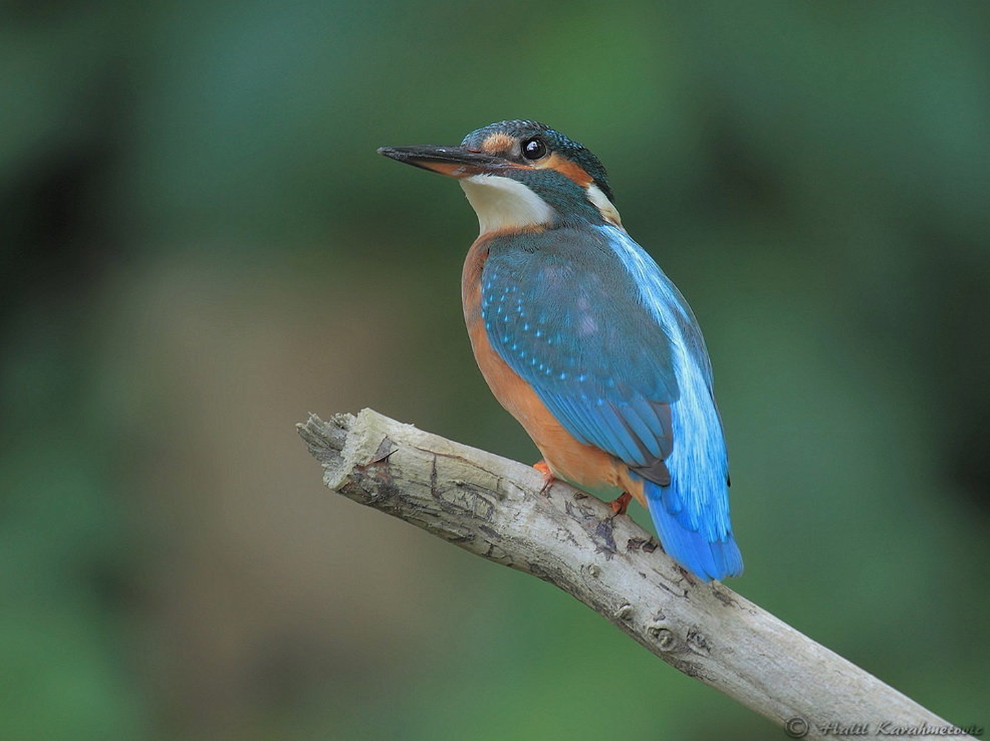 Alcedo atthis by Halil Karahmetovic