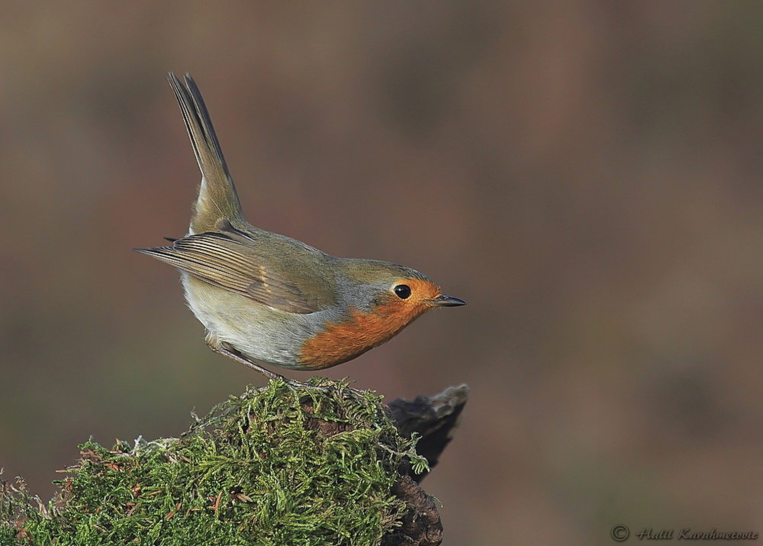 Taščica (Erithacus rubecula) by Halil Karahmetovic