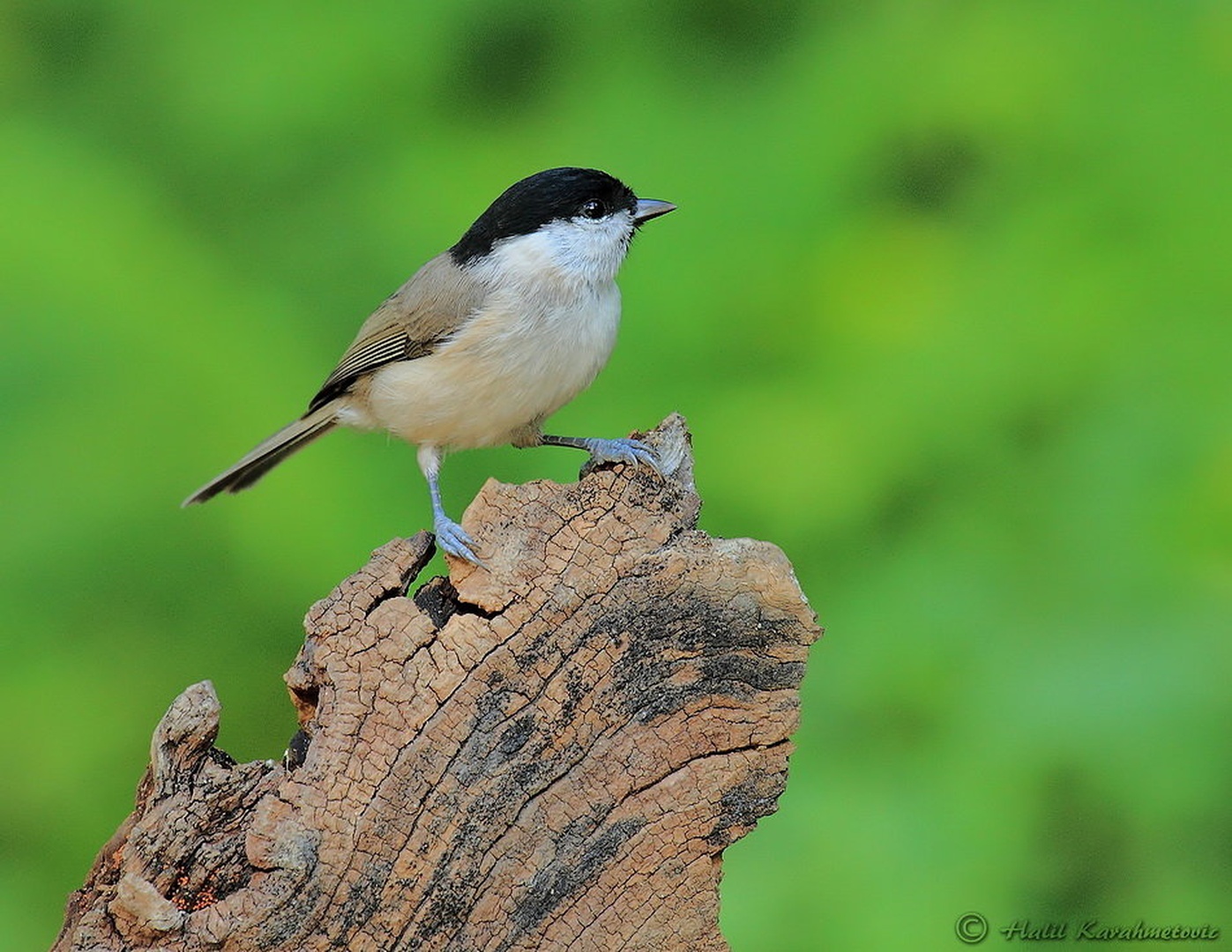 Močvirska sinica (Poecile palustris) by Halil Karahmetovic