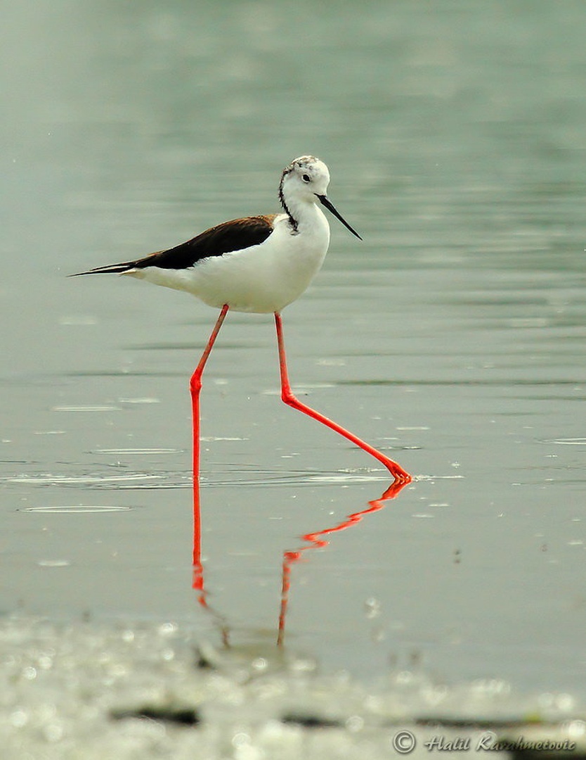 Polojnik (Himantopus himantopus) by Halil Karahmetovic