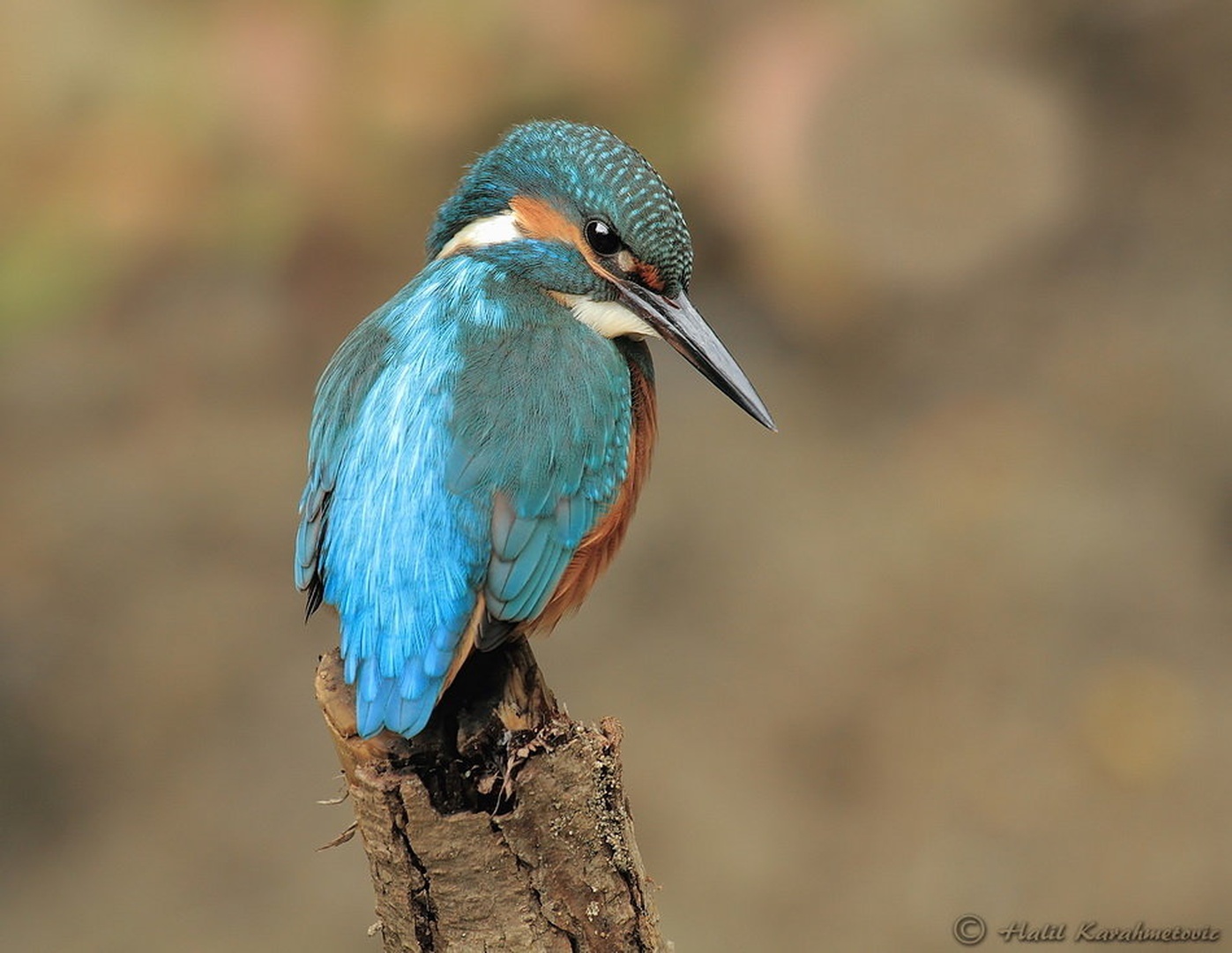 Kingfisher by Halil Karahmetovic