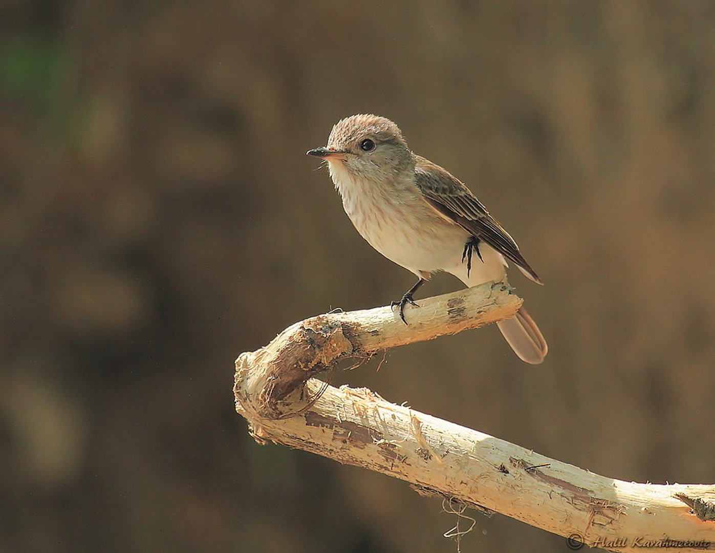 Sivi muhar (Muscicapa striata) by Halil Karahmetovic
