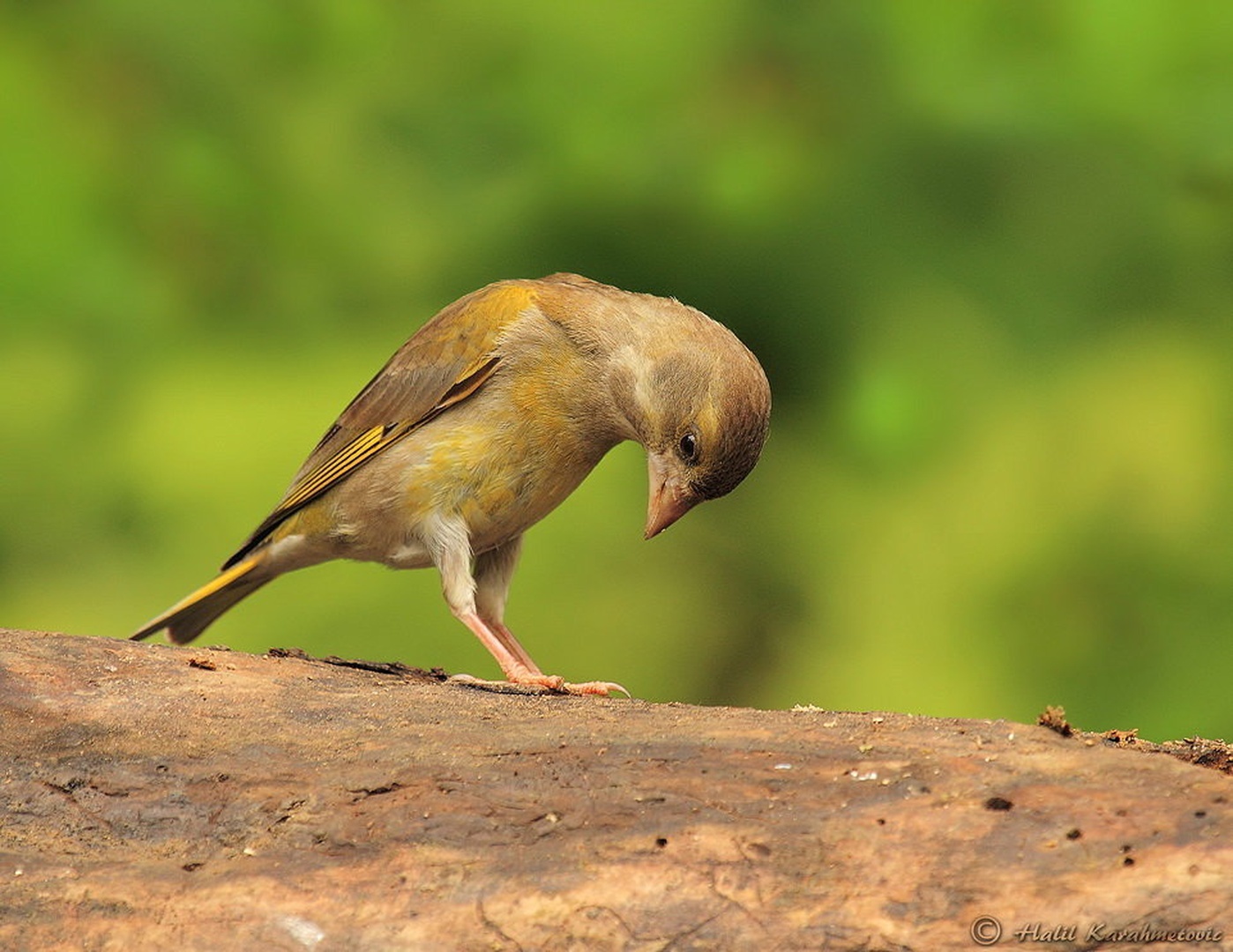 Zelenec (Carduelis chloris) by Halil Karahmetovic