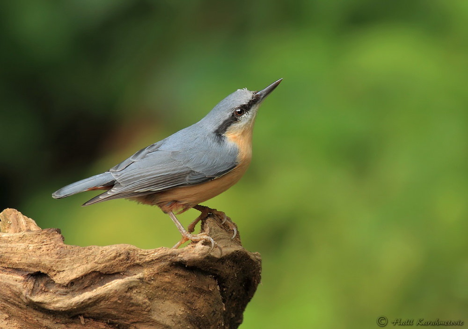 Eurasian Nuthatch (Sitta europaea) by Halil Karahmetovic