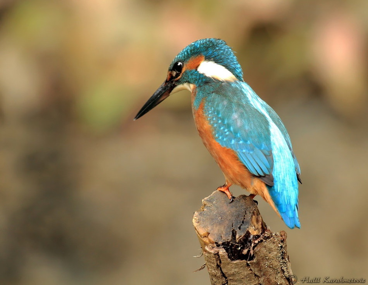 Kingfisher by Halil Karahmetovic