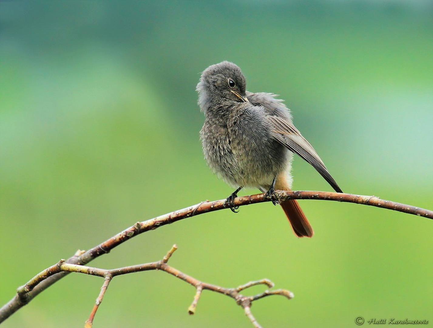 Phoenicurus ochruros by Halil Karahmetovic