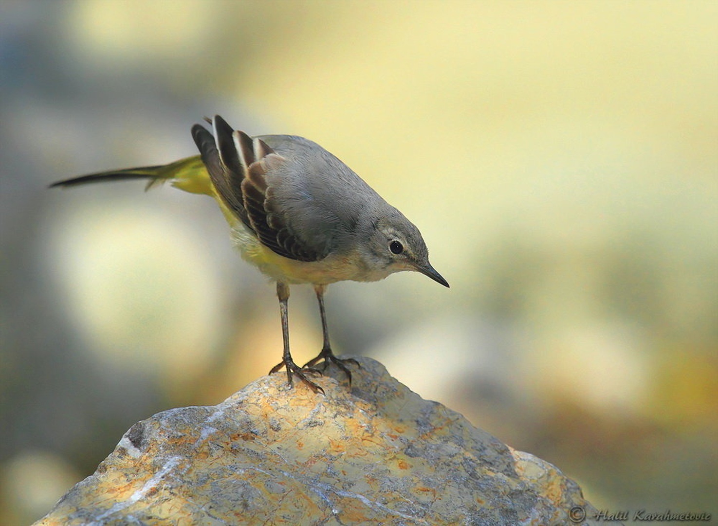 Grey Wagtail (Motacilla cinerea) by Halil Karahmetovic