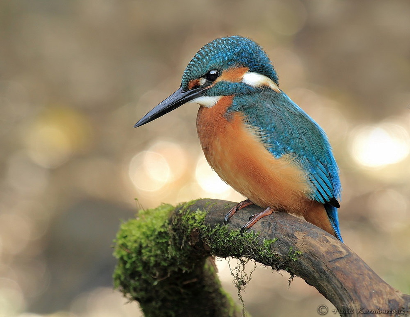 Alcedo atthis by Halil Karahmetovic