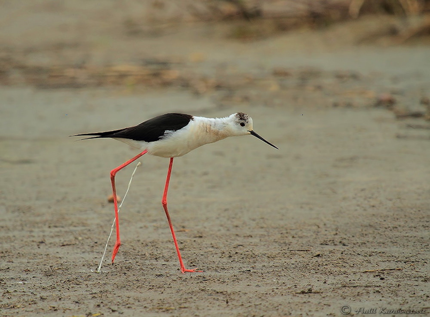 Himantopus himantopus by Halil Karahmetovic