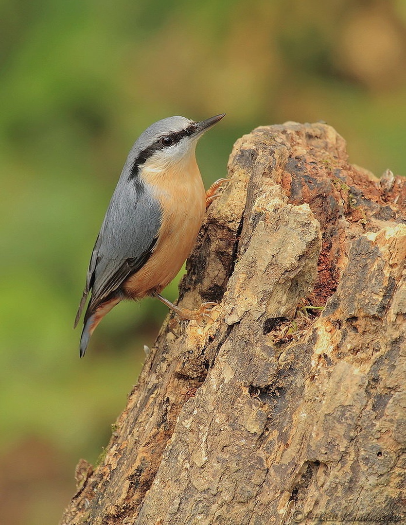Brglez (Sitta europaea) by Halil Karahmetovic