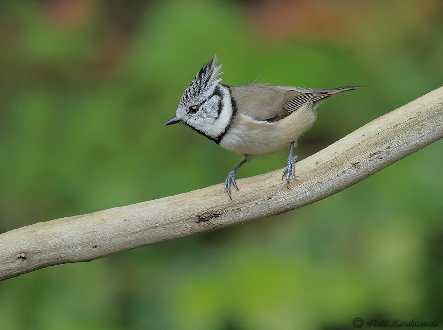 Čopasta sinica (Lophophanes cristatus) by Halil Karahmetovic