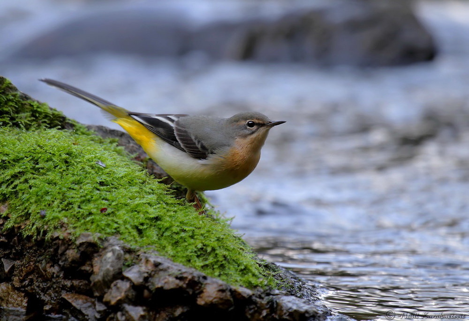 Motacilla cinerea by Halil Karahmetovic