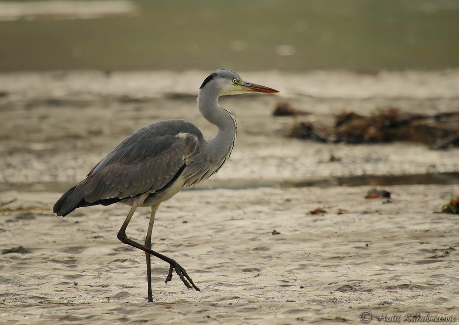 Ardea cinerea by Halil Karahmetovic