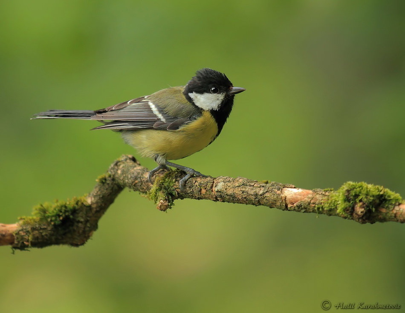 Great Tit (Parus major) by Halil Karahmetovic