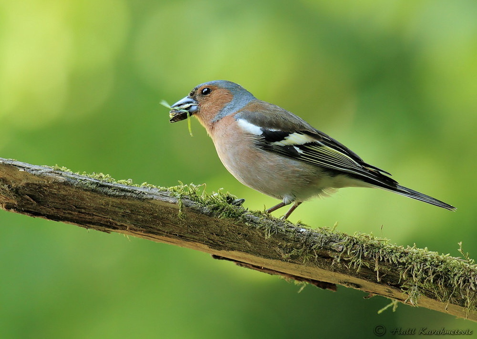 Ščinkavec (Fringilla coelebs) by Halil Karahmetovic