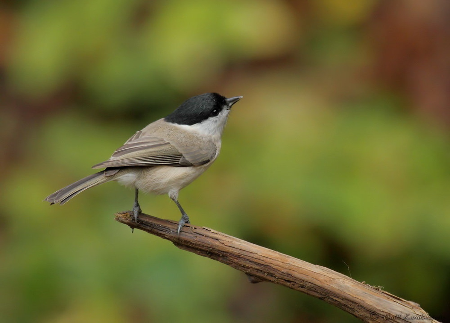 Parus palustris by Halil Karahmetovic