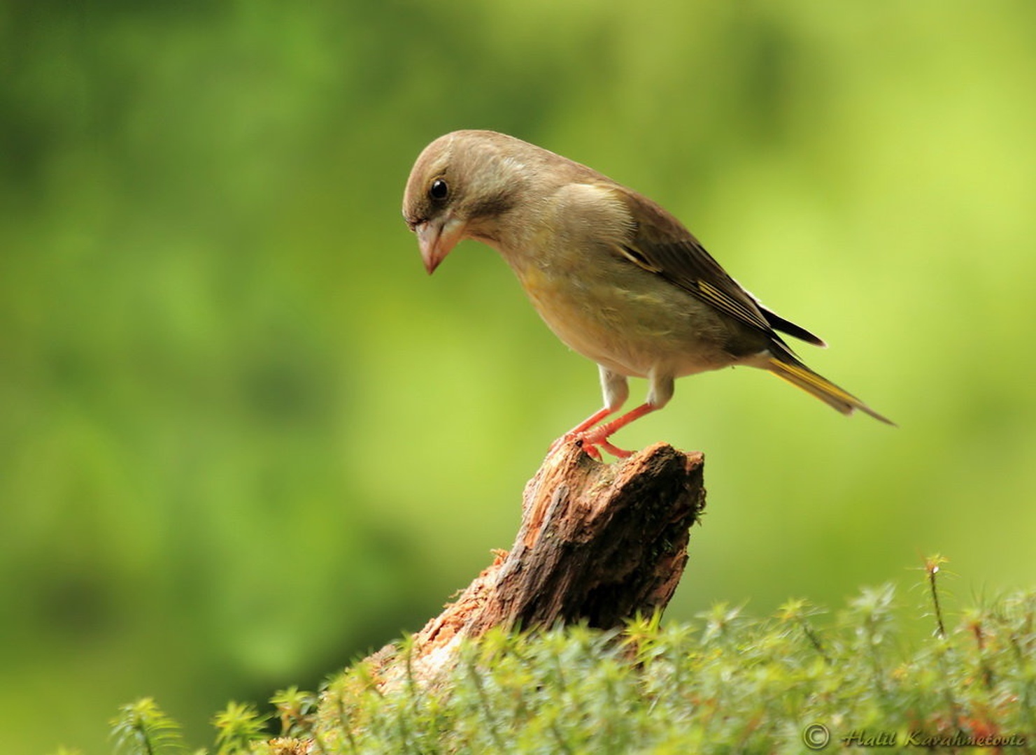 European greenfinch (female) by Halil Karahmetovic